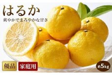 【先行予約】【2026年2月中旬から発送予定】 はるか＜家庭用・優品＞約5kg
