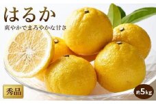 【先行予約】【2026年2月中旬から発送】 はるか＜秀品＞約5kg