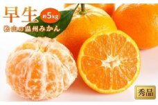 【先行予約】【2025年11月中旬から発送予定】温州みかん「早生」＜秀品＞約5kg　※11月中旬より出荷開始予定 （ 愛媛産 愛媛県産ミカン 国産 愛媛みかん 愛媛蜜柑 愛媛ミカン みかん ミカン mikan 蜜柑 柑橘 フルーツ 果物 みかん くだもの お取り寄せ 松山市産みかん 産地直送 数量限定 人気 おすすめ 愛媛県 松山市 送料無料 蜜柑 おすすめみかん ココオのみかん ）