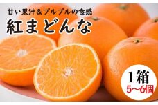 紅まどんな1箱（5から6個入り）（ 紅まどんな 柑橘 フルーツ まどんな みかん 愛媛 みかん 紅まどんな 蜜柑 紅まどんな）