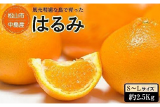 ★発送は1月下旬～★松山市中島産 はるみ S～Lサイズ （約2.5kg）