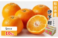 松山市産 伊予柑 秀品 Lサイズ（10kg）愛媛産  国産 愛媛みかん 愛媛蜜柑 愛媛ミカン みかん ミカン mikan 蜜柑 柑橘 フルーツ 果物 くだもの お取り寄せ 産地直送 数量限定 人気 おすすめ 愛媛県 松山市 フジ・アグリフーズ