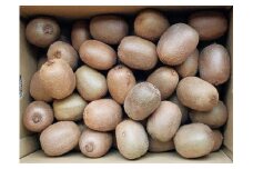 【発送は1月中旬から】 グリーンキウイ M～2Lサイズ（5kg） （ 国産 愛媛キウイ フルーツ 果物 くだもの お取り寄せ 産地直送 数量限定 人気 おすすめ 愛媛県 松山市 送料無料 フジ・アグリフーズ）