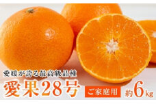 【先行予約】【2024年12月上旬から順次発送】愛媛が誇る最高級柑橘【愛果28号】ご家庭用6kg(30個前後)　あいか ご家庭用 みかん 数量限定 みかん 愛媛県産 みかん 愛果28号 松山市 みかん 愛果28号 みかん 蜜柑 愛果28号 ミカン みかん 旬 愛果28号 愛媛県 松山市