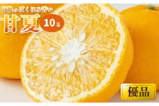 【4月上旬から発送予定】甘夏 ＜優品＞ １０玉 （ 愛媛産 愛媛県産 国産 愛媛みかん 愛媛蜜柑 愛媛ミカン みかん ミカン mikan 蜜柑 柑橘 フルーツ 果物 くだもの お取り寄せ 産地直送 数量限定 人気 おすすめ 愛媛県 松山市 送料無料 ）
