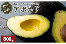 【11月上旬から発送予定】 松山市産 アボカド 800g （ サラダ 料理 果物 ヘルシー アボガド ダイエット ミネラル 森のバター  栄養 国産 愛媛 松山 ）