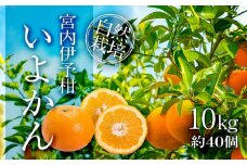 【先行予約 毎年度1月中旬ごろ発送開始】【自然栽培】宮内伊予柑 いよかん 10kg(約40個) | 期間限定 フルーツ 果物 果実 愛媛県産 農薬不使用