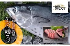 愛媛県産養殖「媛スマ」 （1.7～1.8kg前後）1尾入／8人前 冷蔵