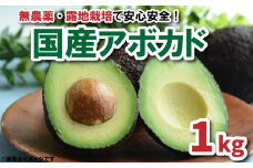 【先行受付】油分たっぷり！！露地栽培の国産アボカド 1kg | アボカド 国産 ベーコン フェルテ ピンカートン ヘルシー ダイエット 美容 愛媛県 松山市