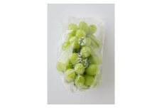 ★8月下旬から発送★ 松山市産 シャインマスカット 4～5房（1.8kg） ぶどう 葡萄 フルーツ 果物 産地直送 松山市産 フジ・アグリフーズ 期間限定 先行予約 くだもの ブドウ 大粒 おすすめ 人気 旬