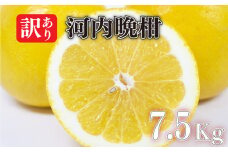 【2025年4月中旬より発送予定】訳あり 河内晩柑 7.5kg