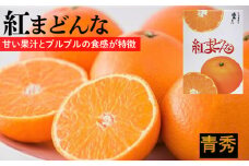 紅まどんな【JAえひめ中央】 青秀　L～2Lサイズ  みかん ミカン 蜜柑 果物 くだもの フルーツ 高級 贈答 ギフト 贈り物 柑橘 柑橘類 かんきつ 愛媛果試第28号 愛果28号 常温 国産 愛媛 愛媛県 松山市