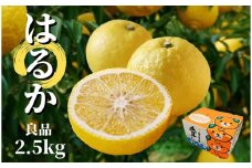 【はるか】良品約2.5kg ＜2026年2月～3月中旬頃発送＞ 愛媛 みかん 先行予約 蜜柑 柑橘 果物 くだもの フルーツ お取り寄せ グルメ 期間限定 数量限定 人気 おすすめ 愛媛県 松山市