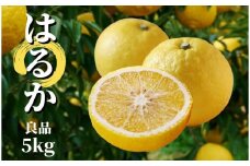 【はるか】良品約5kg ＜2025年2月～3月中旬頃発送＞ 愛媛 みかん 先行予約 蜜柑 柑橘 果物 くだもの フルーツ お取り寄せ グルメ 期間限定 数量限定 人気 おすすめ 愛媛県 松山市