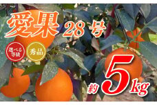 【先行予約】 愛果28号 5kg あいか 秀品 愛果 みかん 柑橘 蜜柑 フルーツ 先行予約 松山市 愛媛県 数量限定  【11月下旬～12月下旬発送】 