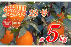 【先行予約】 愛果28号 5kg あいか 家庭用 愛果 みかん 柑橘 蜜柑 フルーツ 先行予約 松山市 愛媛県 数量限定  【11月下旬～12月下旬発送】 