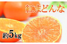 【先行予約】【12月中旬頃から順次発送】【家庭用】ご家庭用 紅まどんな 約5kg(L～4L) みかん 柑橘 ブランド まどんな 愛媛県 松山市