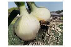 【1月中旬から発送】松山市津和地島産 新玉ねぎ 4㎏ （ 野菜 玉ねぎ たまねぎ タマネギ 産地直送 期間限定 愛媛 松山 フジ・アクリフーズ ）