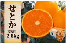 【せとか】家庭用　約2.8kg ＜2026年2月~3月頃発送＞ 愛媛 みかん 先行予約 蜜柑 柑橘 果物 くだもの フルーツ お取り寄せ グルメ 期間限定 数量限定 人気 おすすめ 愛媛県 松山市