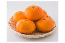  【発送は1月下旬から】 松山市中島産 甘平 秀品　5～6個入り かんぺい カンペイ 国産 愛媛みかん 愛媛ミカン みかん ミカン mikan 蜜柑 柑橘 フルーツ 果物 くだもの お取り寄せ 産地直送 数量限定 人気 おすすめ 愛媛県 松山市 送料無料 フジ・アグリフーズ）