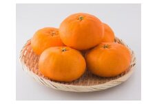  【発送は1月下旬から】 松山市中島産 甘平 秀品　5～6個入り かんぺい カンペイ 国産 愛媛みかん 愛媛ミカン みかん ミカン mikan 蜜柑 柑橘 フルーツ 果物 くだもの お取り寄せ 産地直送 数量限定 人気 おすすめ 愛媛県 松山市 送料無料 フジ・アグリフーズ）