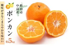 【みかん】ポンカン 愛媛 5kg 贈答 ギフト 果物 フルーツ 松山 椪柑 2月発送