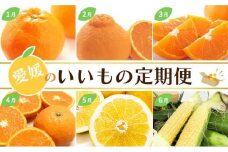 定期便 12回 愛媛のいいもの定期便(かんきつ・お野菜・ジュレ) みかん 柑橘 いよかん 不知火 しらぬい デコポン せとか カラマンダリン 河内晩柑 かわちばんかん とうもろこし コーン ハウス みかん なす 温州みかん極早生 早生 愛果28号 (松山市 愛媛県 定期便 お楽しみ 旬 フルーツ 果物 12回 定期便 果物 頒布会 ) 松山おすすめ