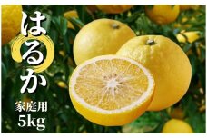 【はるか】家庭用 約5kg ＜2025年2月～3月中旬頃発送＞ 愛媛 みかん 先行予約 蜜柑 柑橘 果物 くだもの フルーツ お取り寄せ グルメ 期間限定 数量限定 人気 おすすめ 愛媛県 松山市