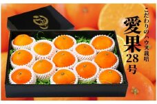【早期予約受付中！2025年12月～順次発送】みかん 愛果28号 8~13個 化粧箱入り あいか 柑橘 フルーツ 果物 贈答 贈り物 おすすめ 愛媛県 松山市