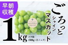 【2025収穫分先行予約】シャインマスカット 1kg バラ粒 500g 2パック 小分け 新着 人気 愛媛県産シャインマスカット まつやましさんしゃいんますかっと マスカット しゃいんますかっと 大粒 シャインマスカット 愛媛県 松山市 えひめけんさんしゃいんますかっと ブドウ 松山市産シャインマスカット 贈答 期間限定 2025年発送 先行予約 ※8/20頃～発送予定 ナチュラルファームｅｎ