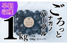 【2025収穫分先行予約】 ぶどう ナガノパープル 1kg バラ粒 500g 2パック 美味しい葡萄 小分け 新着 ブドウ 葡萄 人気 予約 フルーツ ブドウ1kg くだもの 甘いぶどう マスカット 早朝 松山市産ぶどう 収穫 ながのぱーぷる 朝採れ ギフト 贈答 期間限定 愛媛県産ブドウ 2024年発送 先行予約 ※2025/8/10頃～発送予定 ナチュラルファームｅｎ
