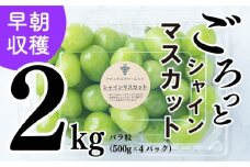 【2025収穫分先行予約】 シャインマスカット 2kg バラ粒 500g 4パック 小分け 新着 人気 愛媛県産シャインマスカット まつやましさんしゃいんますかっと マスカット しゃいんますかっと 大粒 シャインマスカット 愛媛県 松山市 えひめけんさんしゃいんますかっと ブドウ 松山市産シャインマスカット 贈答 期間限定 2025年発送 先行予約 ※8/20頃～発送予定 ナチュラルファームｅｎ