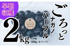 【2025収穫分先行予約】 ぶどう ナガノパープル 2kg バラ粒 500g 4パック 松山市産ぶどう 小分け ぐれーぷ 新着 人気 予約 フルーツ 種なしぶどう ギフト用ぶどう くだもの 美味しいぶどう マスカット ぶどう 早朝 ブドウ 収穫 葡萄 朝採れ 愛媛県産ぶどう グレープ 贈答用ぶどう 食べやすいぶどう 果物 皮ごと食べれるぶどう  ※8/10頃～発送予定 ナチュラルファームｅｎ