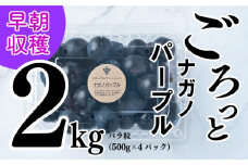 【2025収穫分先行予約】 ぶどう ナガノパープル 2kg バラ粒 500g 4パック 松山市産ぶどう 小分け ぐれーぷ 新着 人気 予約 フルーツ 種なしぶどう ギフト用ぶどう くだもの 美味しいぶどう マスカット ぶどう 早朝 ブドウ 収穫 葡萄 朝採れ 愛媛県産ぶどう グレープ 贈答用ぶどう 食べやすいぶどう 果物 皮ごと食べれるぶどう  ※8/10頃～発送予定 ナチュラルファームｅｎ