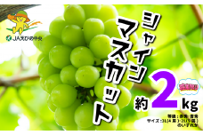 【2025年8月下旬より順次発送】 シャインマスカット 約 2kg JAえひめ中央 【数量限定】 等級 赤秀･青秀 サイズ 3L(4房)･2L(5房) 8月 9月 しゃいんますかっと 旬 ぶどう マスカット くだもの ますかっと 果物 愛媛 松山 伊台 マスカット 産地直送 人気 予約 新鮮