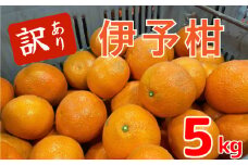 【1月中旬から発送予定】伊予柑 5キロ（ 訳あり ）|  いよかん みかん 伊予柑 ミカン いよかん 伊予柑 訳あり みかん 5kg 柑橘 フルーツ 果物 ミカン 愛媛県産みかん くだもの  サイズ不揃い 松山市産ミカン ふるーつ きりぬきのみかん 愛媛県産いよかん 甘いミカン 美味しい 家庭用みかん まつやま えひめ ふるさと納税ミカン 先行予約 北条のみかん カンキツ
