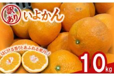 【先行予約】 訳あり 伊予柑 10キロ 【1月中旬~発送予定】 | みかん ミカン 蜜柑 mikan 柑橘 いよかん イヨカン ワケアリ 家庭用 ふるさと納税みかん ふるさと納税訳ありみかん フルーツ 果物 愛媛県 松山市