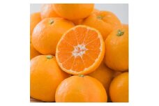 【発送は11月中旬から】 中島産 みかん S～L サイズ 3kg ( 国産 愛媛みかん 愛媛蜜柑 愛媛ミカン みかん ミカン mikan 蜜柑 柑橘 フルーツ 果物 くだもの お取り寄せ 産地直送 数量限定 人気 おすすめ 愛媛県 松山市 送料無料 フジ・アグリフーズ )