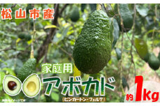 ＜期間限定！12月10日以降発送予定＞松山市産 アボカド 約1㎏ 愛媛県 松山市 果物 野菜