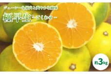 【先行予約】【 2025年10月中旬から発送予定 】 温州みかん「 極早生 」 約3kg ＜ 秀品 ＞【 ギフトBOX 入り】