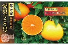 【先行予約】 【11月中旬～発送】  愛果28号 化粧箱 8玉 から 12玉（ 高級 みかん 愛媛 まどんな 柑橘 果物 くだもの フルーツ おすすめ 人気 お取り寄せ グルメ ギフト 期間 数量 限定 松山市 蓮果園 ）