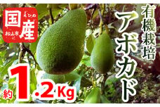 【家庭用】国産有機栽培アボカド 約1.2Kg ＜11月中旬～発送予定＞ サラダ 料理 果物 ヘルシー アボガド ダイエット ミネラル 森のバター ヴィ－ガン 栄養 国産 愛媛 松山