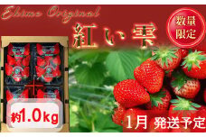 【1月発送】愛媛県オリジナル品種 紅い雫 1.0kg |イチゴ 香り 苺 完熟 フルーツ 果物 朝食  愛媛県 松山市