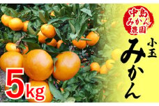 【2025年12月から発送】中島産 温州みかん 小玉5kg ｜ ミカン 蜜柑  不揃い 柑橘 果物 フルーツ 松山 愛媛 みかん ミカン 蜜柑 中島みかん 小玉蜜柑 不揃いミカン 温州みかん ミカン