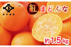 ★★★150箱限定★★★【11月下旬から発送】 紅まどんな ◯等級 Lから2L 約1.5kg | まどんな マドンナ 高級 柑橘 みかん 蜜柑 愛媛 松山 10000円 返礼品 甘い 大玉 みかん みかん 