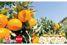 【愛媛県産】柑橘の大トロ せとか 小玉 S-SSサイズ 家庭用 約3kg ＜2月下旬～発送予定＞ 柑橘 みかん 果物 くだもの フルーツ おすすめ 高級 人気 お取り寄せ グルメ ギフト 期間限定 数量限定 ご当地 愛媛県 松山市