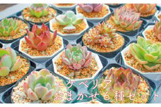 多肉植物 エケベリア 6種 おまかせセット 多肉植物 観葉植物 エケベリア おまかせセット 愛媛県 松山市