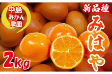 【2025年12月から発送】みはや 家庭用2kg 新品種 紅いダイヤ 数量選択可 中島みかん農園｜先行予約 みかん 蜜柑 柑橘 甘い 中島 温州 数量 限定 愛媛 松山