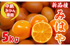 【2025年12月から発送】みはや 家庭用5kg 新品種 紅いダイヤ 数量選択可 中島みかん農園｜先行予約 みかん 蜜柑 柑橘 甘い 中島 温州 数量 限定 愛媛 松山