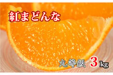 【※1月1日から5日に配送予定】化粧箱入り 紅まどんな 丸等級 約3kg (サイズおまかせ) みかん 柑橘 ブランド まどんな 愛媛県 松山市 紅まどんな 愛媛県産紅まどんな 紅マドンナ 高級柑橘 紅まどんな べにまどんな 約3kgの紅まどんな オススメの紅まどんな ふるさと納税紅まどんな 紅まどんな